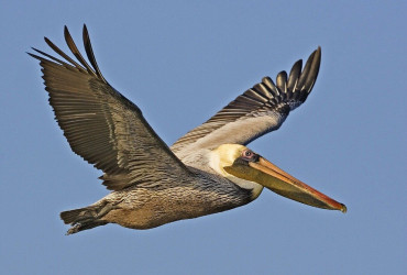 brown-pelican-1185963_1280.jpg