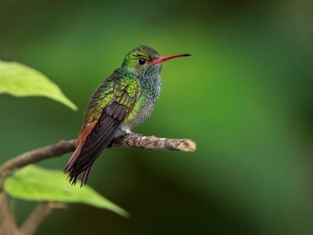 kolibri-braunschwanzamaziliectamandua.jpeg
