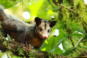 opossum2.jpeg